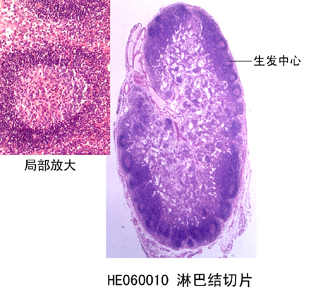 免疫系统