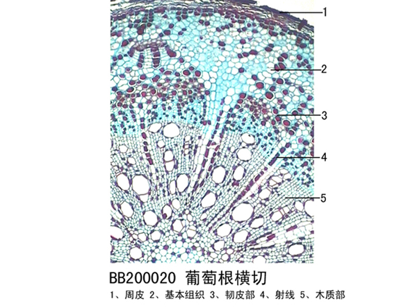 莆田葡萄根横切