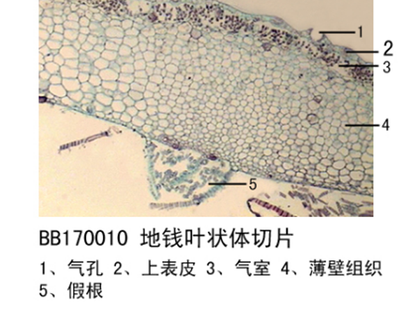 黑龙江地钱叶状体切片