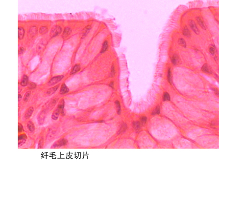 海南纤毛上皮切片