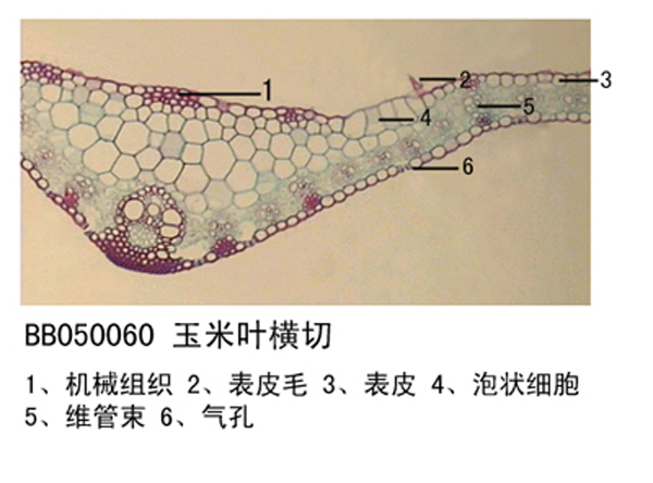 黑龙江玉米叶横切