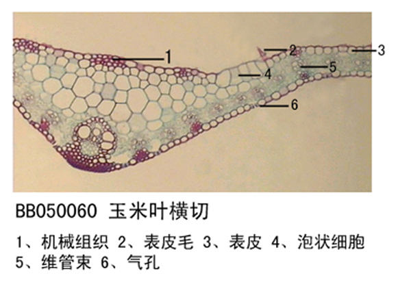 甘孜玉米叶横切