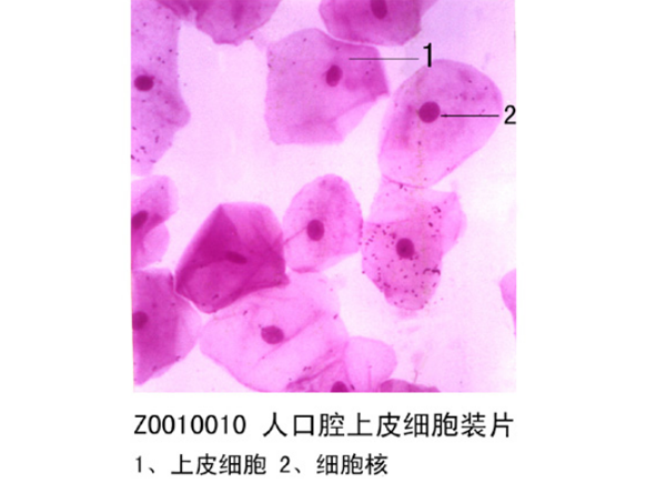 黑河人口腔上皮细胞装片