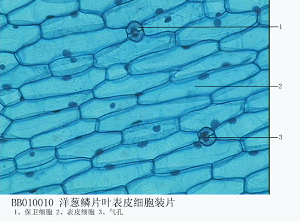 黑龙江洋葱鳞片叶表皮细胞装片