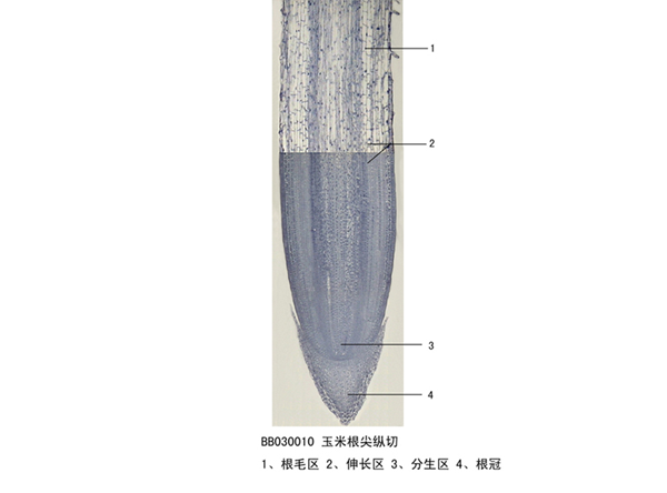 扬州玉米根尖纵切