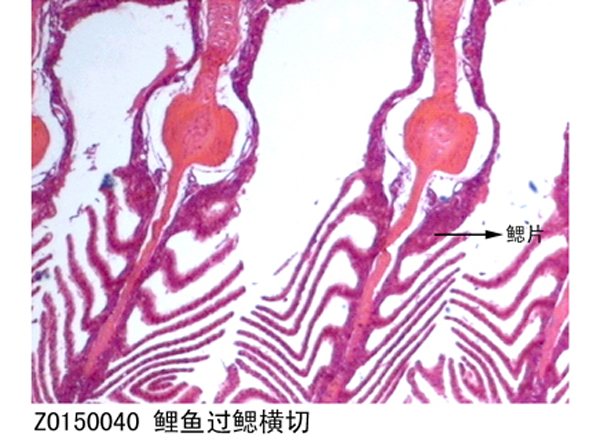 黑龙江鲤鱼过鳃横切