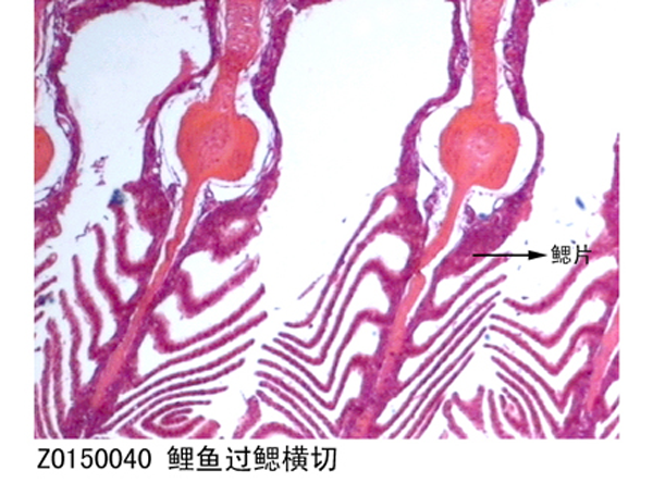 海南鲤鱼过鳃横切