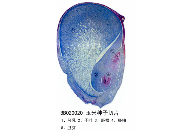 ​玉米种子切片