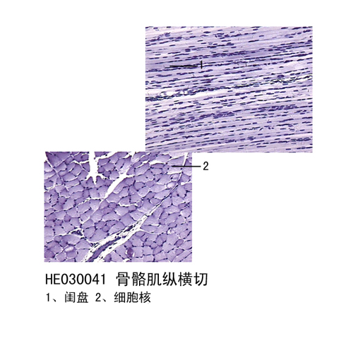 甘肃肌肉组织