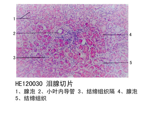 鄂州感觉器官