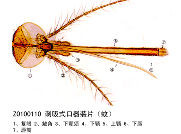 长春刺吸式口器装片（蚊）