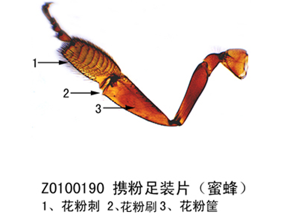 呼伦内尔携粉足装片（蜜蜂）