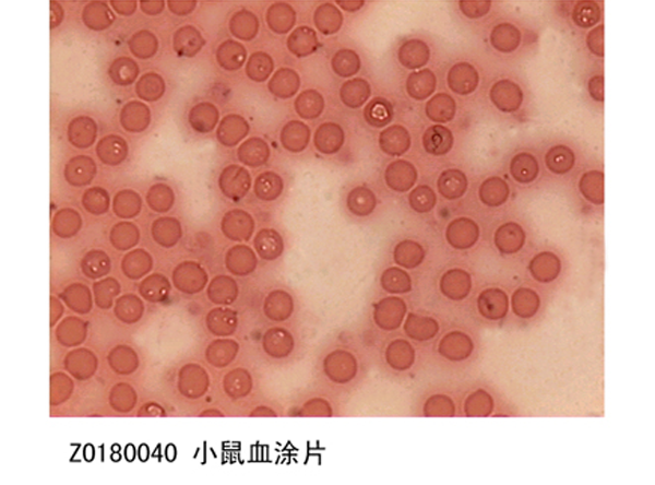 黑龙江小鼠血涂片