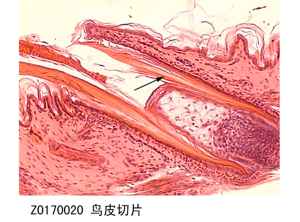 海东鸟皮切片