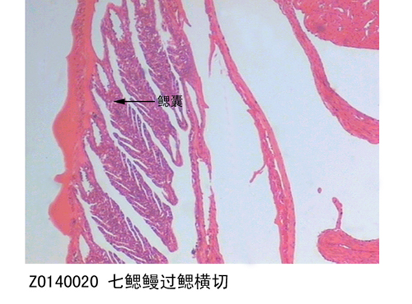 黑龙江七鳃鳗过鳃横切