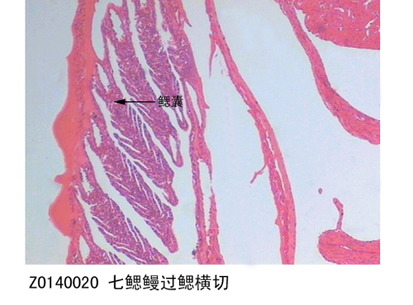 海南七鳃鳗过鳃横切