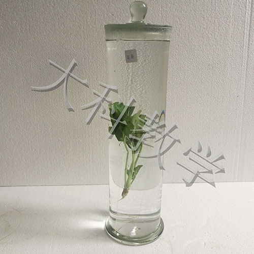 石家庄蜀葵浸制标本