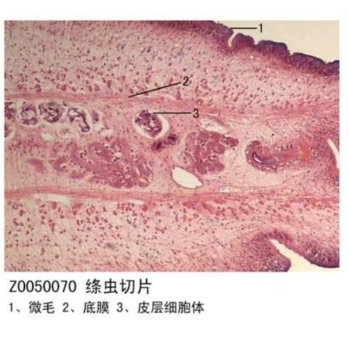 白沙黎族自治县中小学生物标本