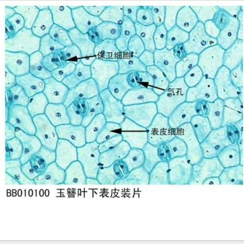 保定植物生物切片