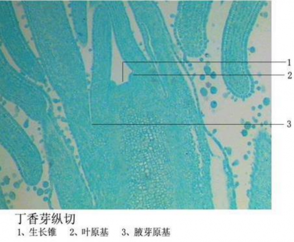 桂林丁香芽纵切