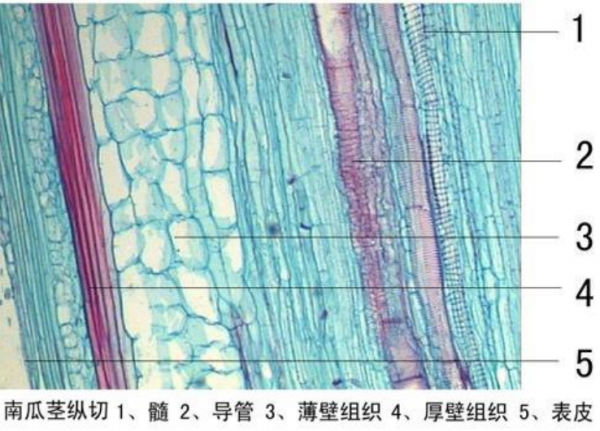 广元南瓜茎纵切