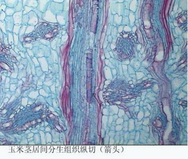 济源玉米茎居间分生组织纵切