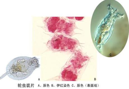 嘉峪关轮虫装片