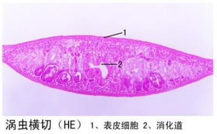 来宾涡虫横切