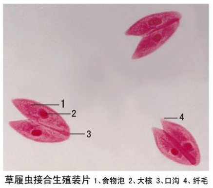 海南草履虫接合生殖装片