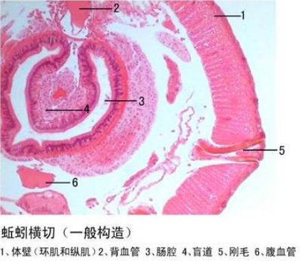 云浮蚯蚓横切