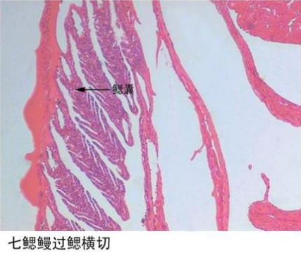 兰州七鳃鳗过鳃横切