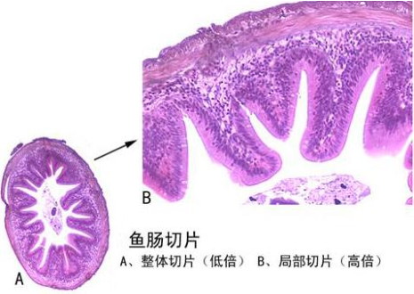 云浮鱼肠切片