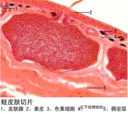 珠海蛙皮肤切片