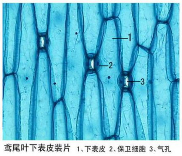 鸢尾叶下表皮装片