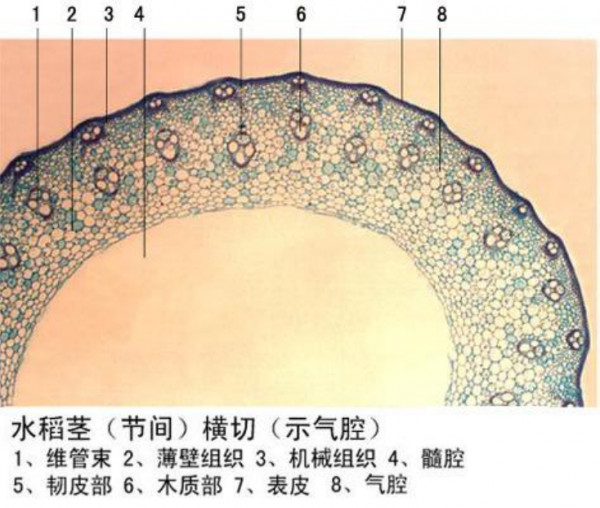 水稻茎横切