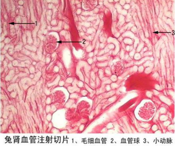 黑龙江兔肾血管注射切片