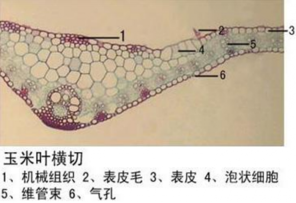 新乡玉米叶横切