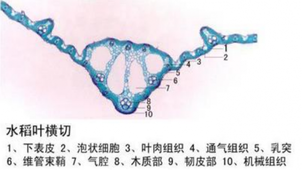 水稻叶横切