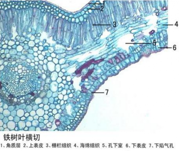 株洲铁树叶横切