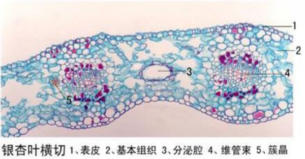 新乡银杏叶横切