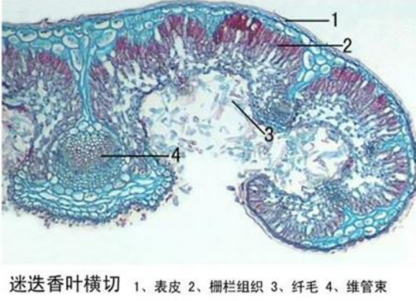 鄂尔多斯迷迭香叶横切