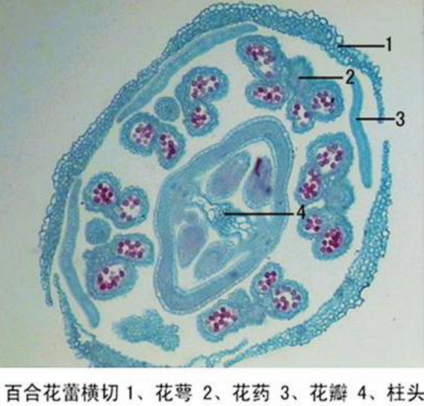 鄂州百合花蕾横切