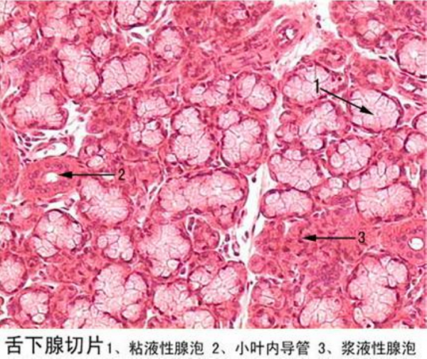 南充舌下腺切片