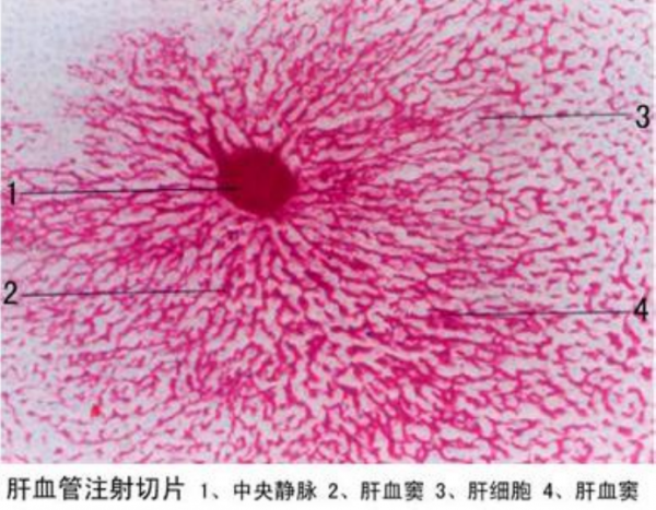 云浮肝血管注射切片