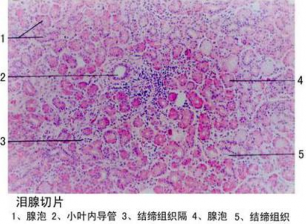 鄂尔多斯泪腺切片