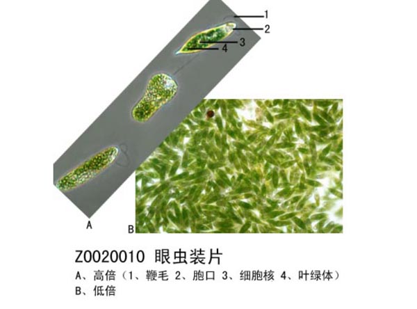 生物玻片标本采用非切片法的几种类型