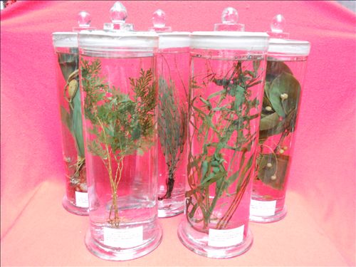 生物标本