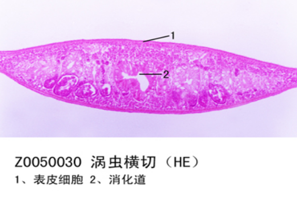 涡虫横切片