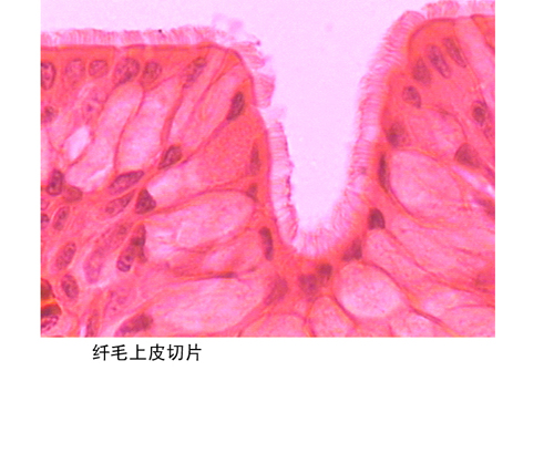 纤毛上皮切片