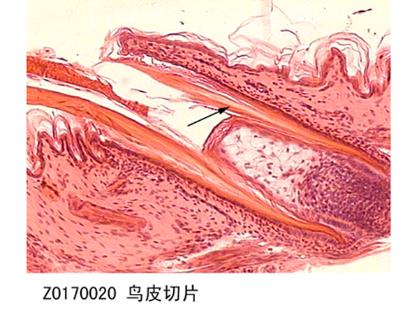 鸟皮切片